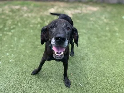 A senior large-sized female Labrador Retriever dog named Tia for adoption in Gainesville, FL