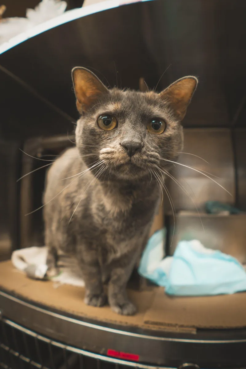An adult large-sized female Gray / Blue / Silver Domestic Short Hair cat named Cheree for adoption in Herndon, VA
