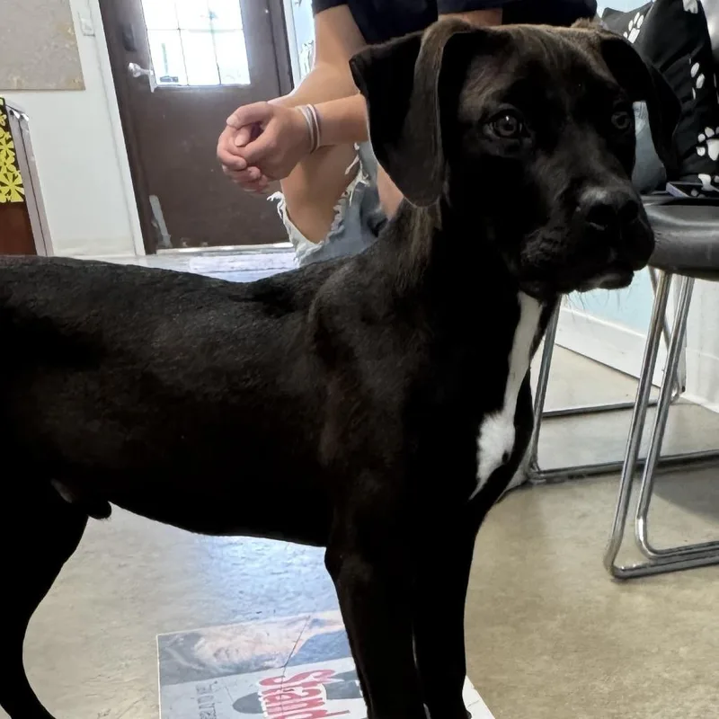 A young medium-sized male Brown / Chocolate Labrador Retriever dog named Onyx for adoption in Rock Falls, IL