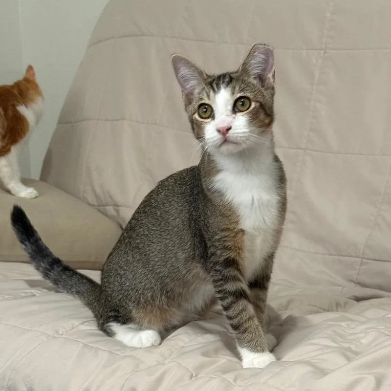 A baby medium-sized female Brown / Chocolate Domestic Short Hair cat named Bedtime for adoption in Los Angeles, CA
