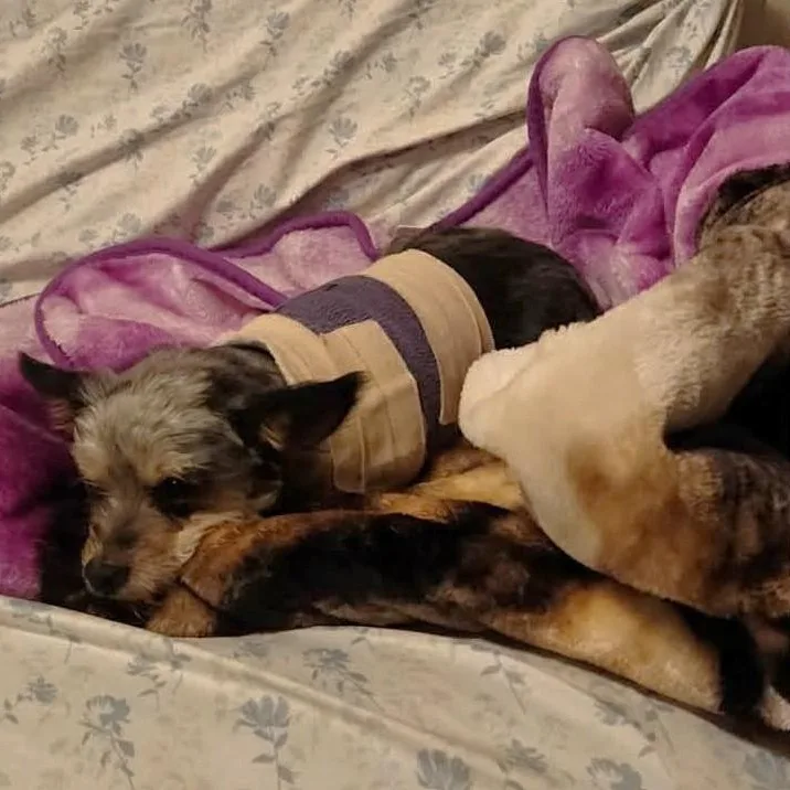 An adult small-sized male Merle (Blue) Yorkshire Terrier dog named Teri for adoption in Marana, AZ