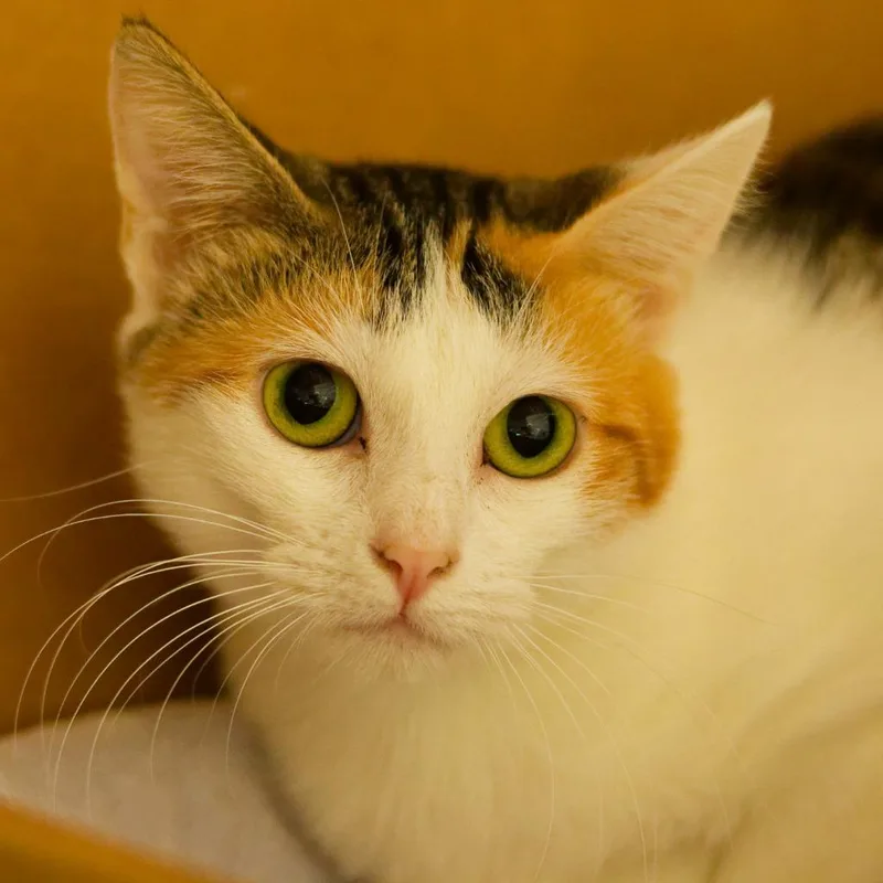 A young medium-sized female Domestic Short Hair cat named Callie Rose for adoption in Hot Springs, AR