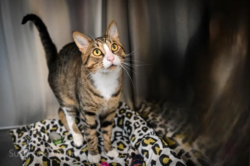 A young small-sized male Domestic Short Hair cat named Dreyko for adoption in New Orleans, LA