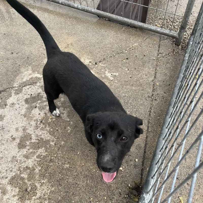 A young small-sized female Black Mixed Breed dog named Mysitc for adoption in Crookston, MN