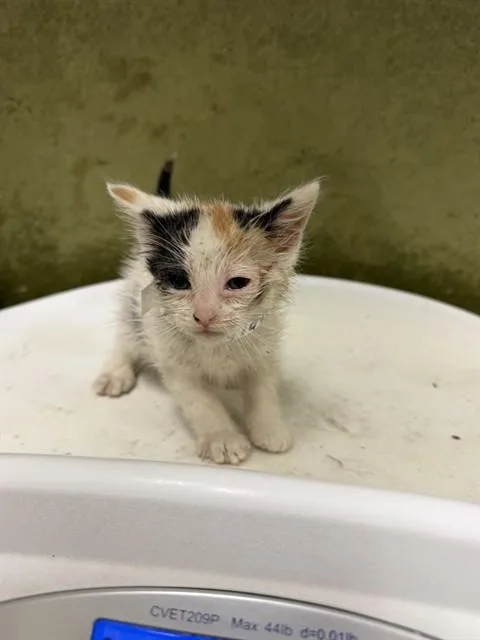 A baby small-sized female Domestic Short Hair cat named Madonna for adoption in Riverside, CA