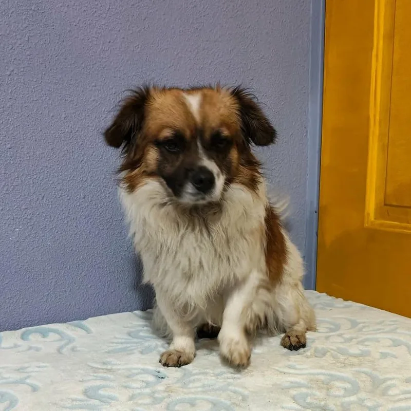 An adult small-sized male White / Cream Pomeranian dog named Cody for adoption in San Diego, CA