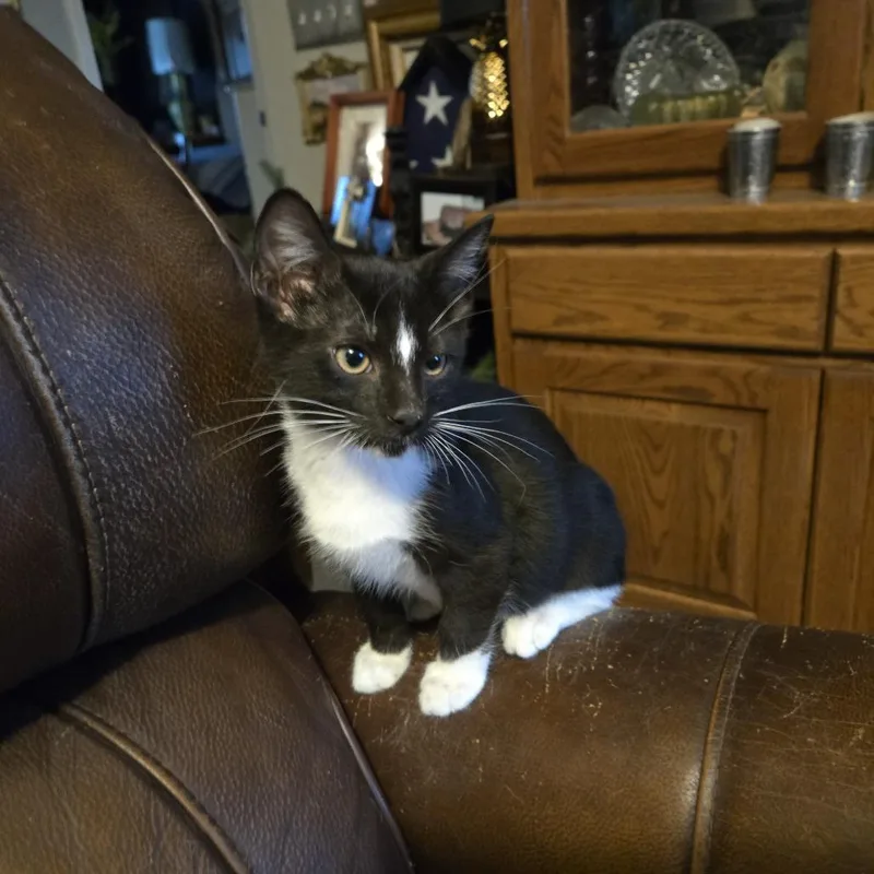 A baby small-sized male Black Domestic Short Hair cat named Neil Diamond for adoption in Houston, TX