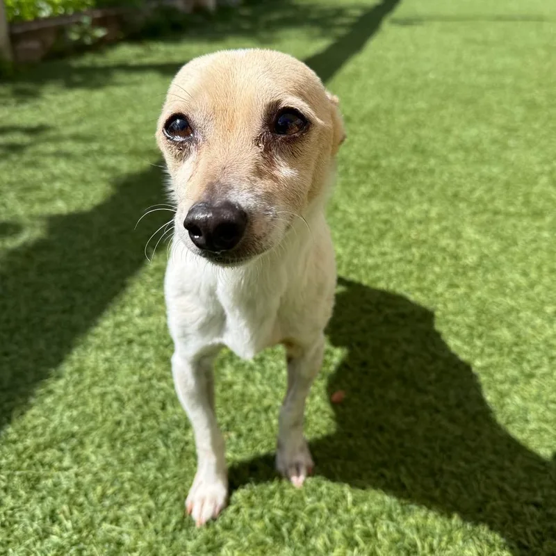 A senior small-sized male White / Cream Chihuahua dog named Logan for adoption in LOXAHATCHEE, FL