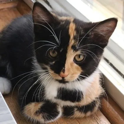 A baby small-sized female Domestic Short Hair cat named Scholastic for adoption in Verona, WI