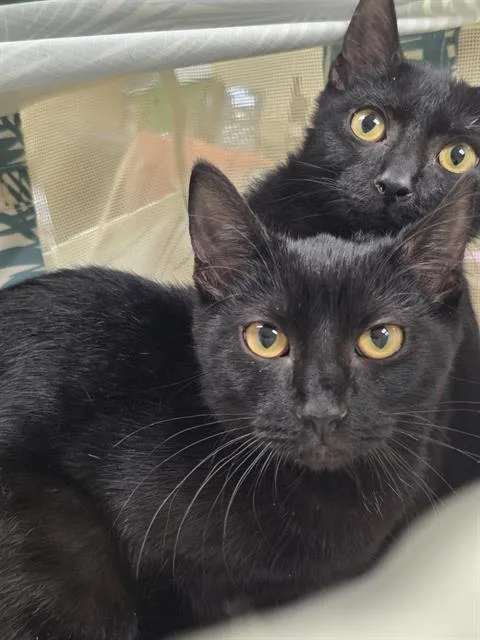 A baby small-sized female Domestic Short Hair cat named Cape May for adoption in Aliquippa, PA