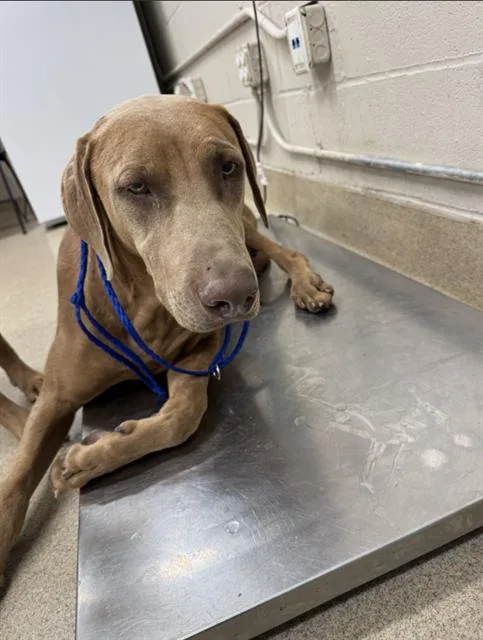 A young large-sized male Vizsla dog named Sherlock for adoption in Grand Prairie, TX