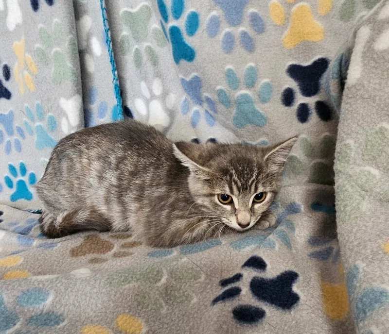 A baby medium-sized female Domestic Short Hair cat named Denise for adoption in Wabash, IN