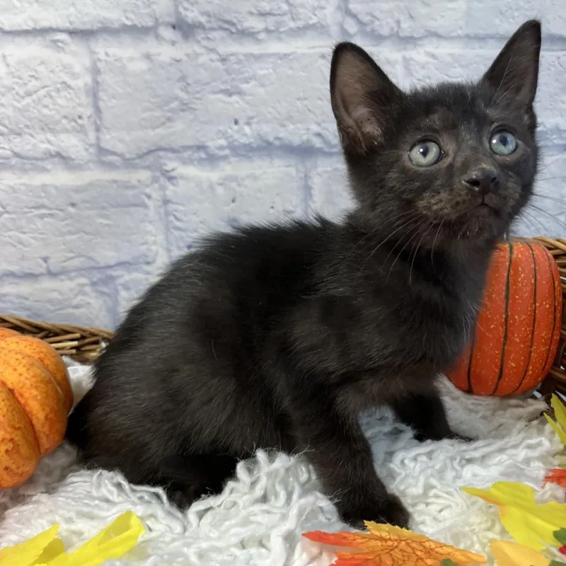 A baby small-sized male Black Domestic Short Hair cat named Jelly Roll for adoption in Harrisonburg, VA