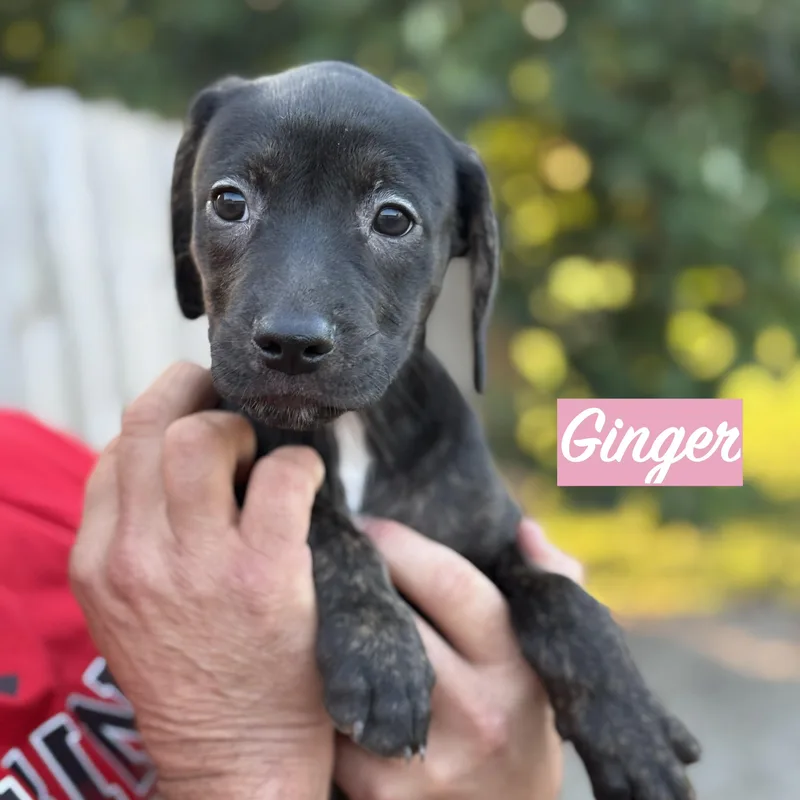 .ginger thumbnail 2