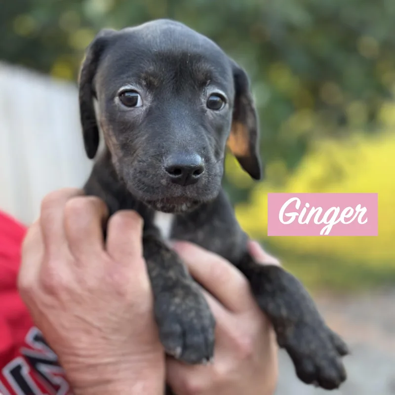 .ginger thumbnail 3