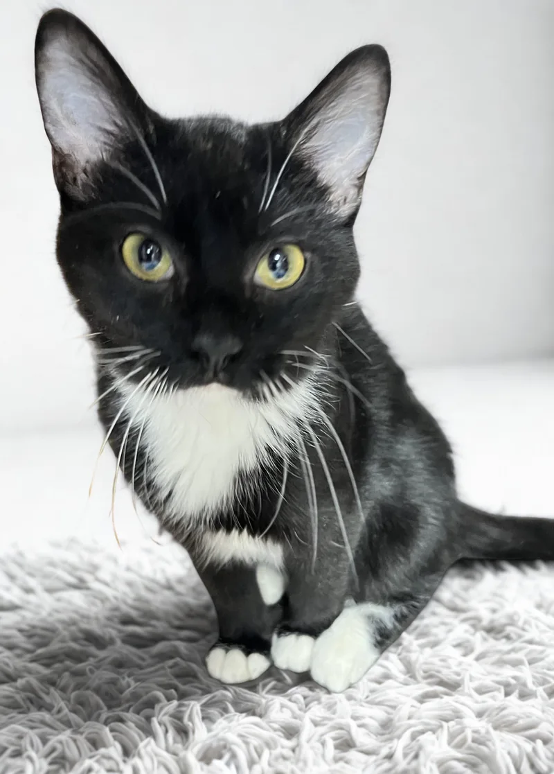 A young medium-sized male Black & White / Tuxedo Tuxedo cat named Felix for adoption in Mesa, AZ