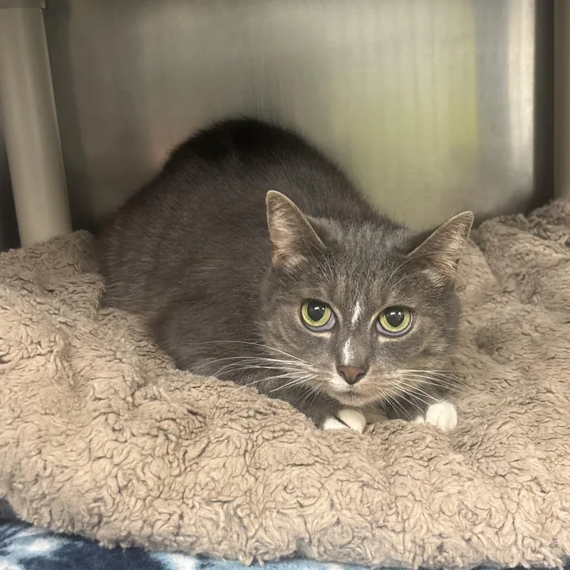 A senior medium-sized female Gray / Blue / Silver Domestic Short Hair cat named Bastet for adoption in Canastota, NY