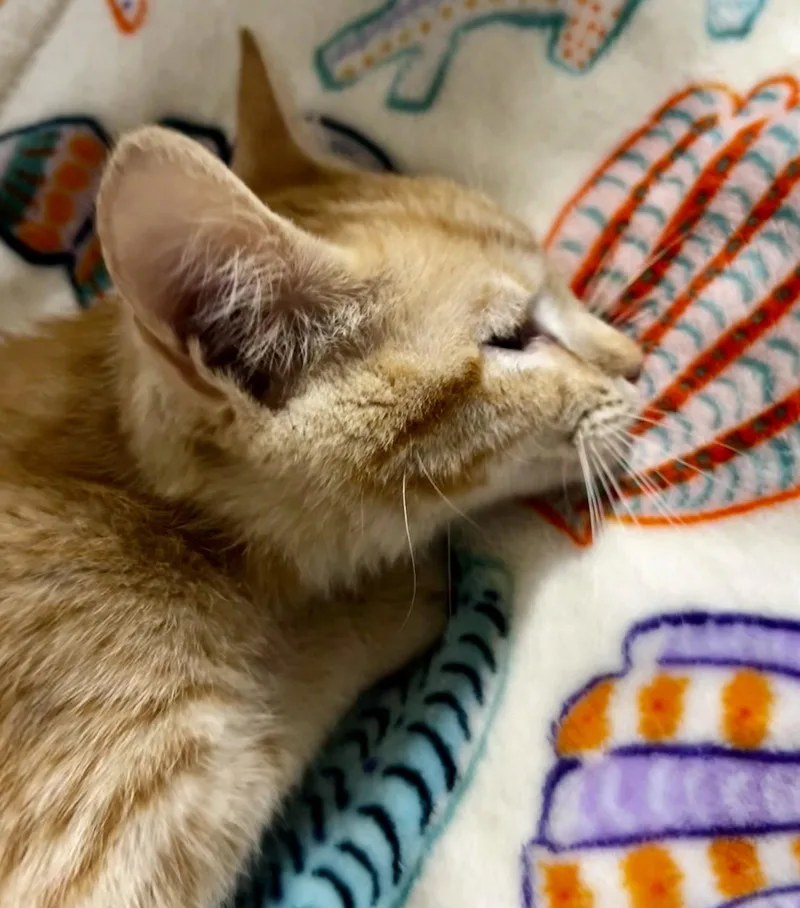 A young medium-sized male Orange / Red Domestic Short Hair cat named Taco for adoption in Elkins, WV