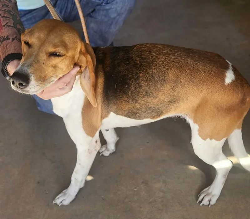 An adult medium-sized female Beagle dog named Macey Jean for adoption in Tampa, FL