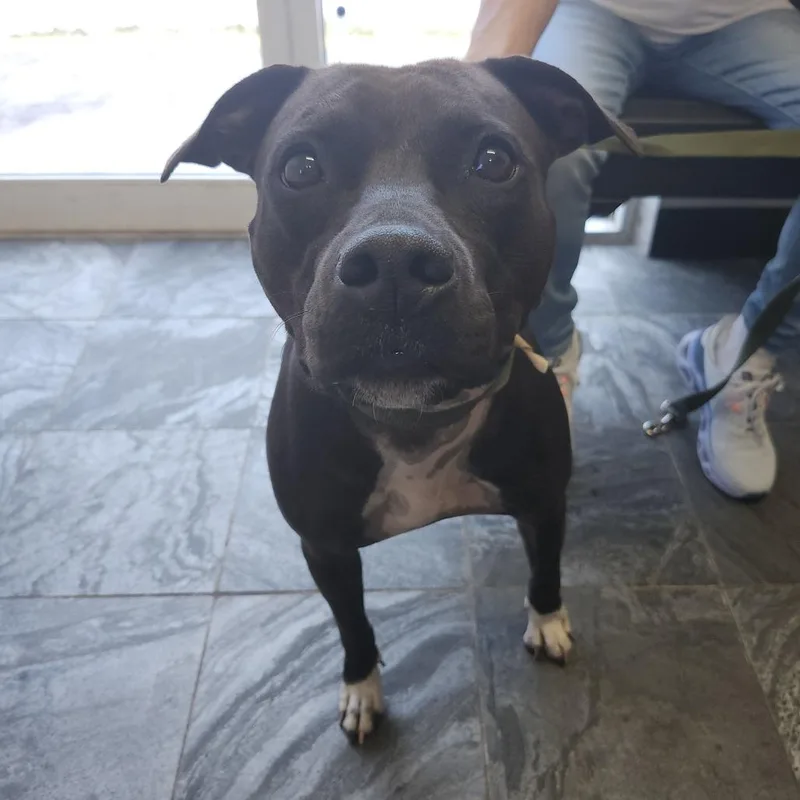An adult medium-sized female Black Terrier dog named Pantera for adoption in Clearwater, FL