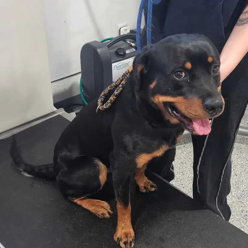 A baby medium-sized male Rottweiler dog named Steel for adoption in Danbury, CT