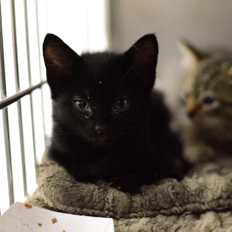 A baby small-sized female Black Domestic Short Hair cat named Lurch for adoption in Idaho Falls, ID