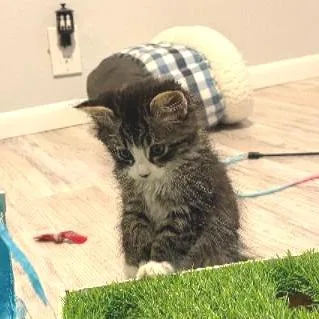 A baby small-sized female Brown / Chocolate Domestic Long Hair cat named Gypsy for adoption in Commerce City, CO