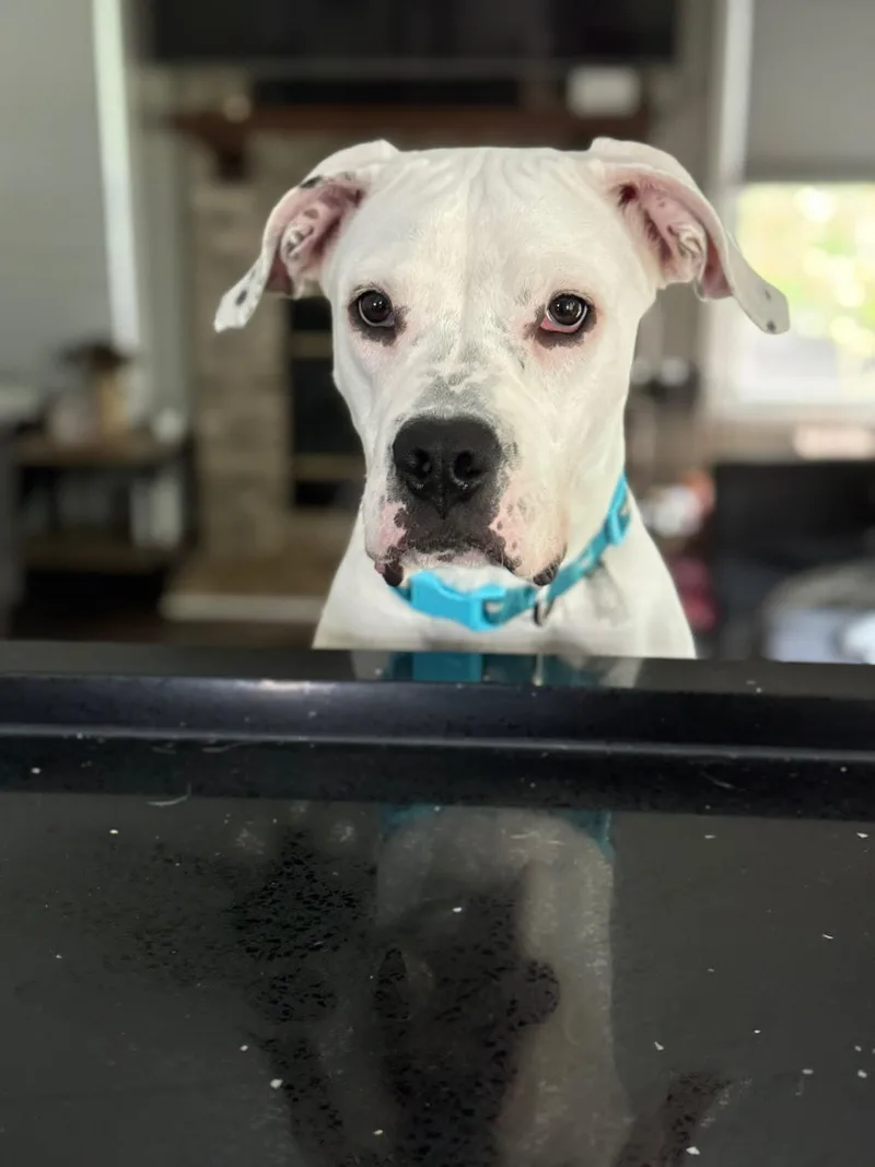 A baby large-sized male American Bulldog dog named Chorizo for adoption in Palatine, IL