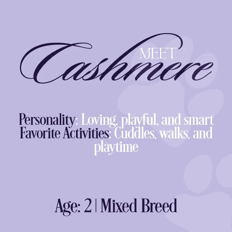 Cashmere thumbnail 3