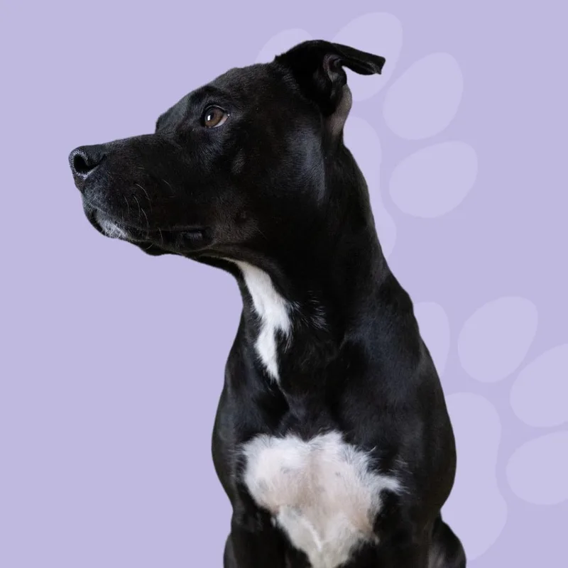 Cashmere thumbnail 4