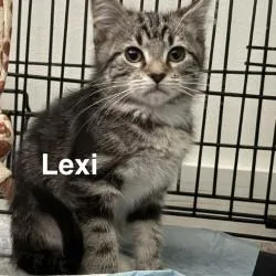 A baby medium-sized female White Domestic Short Hair cat named Lexi for adoption in Annapolis, MD