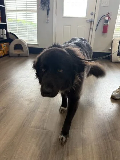 An adult large-sized female Great Pyrenees dog named Lillian for adoption in Mansfield, TX