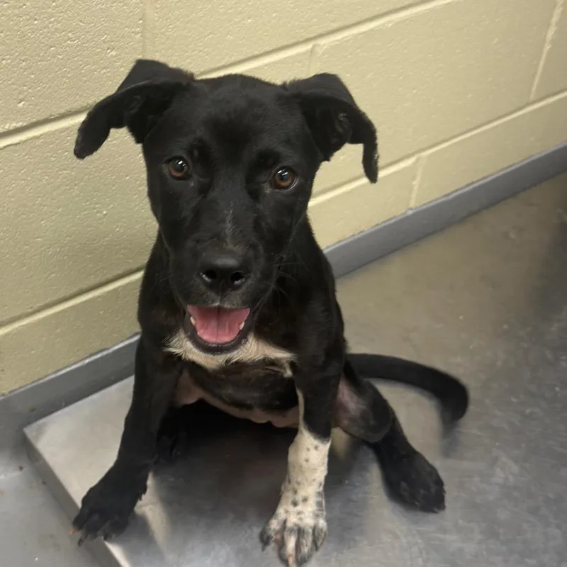 A baby medium-sized female Black Mixed Breed dog named Katz for adoption in Springboro, OH