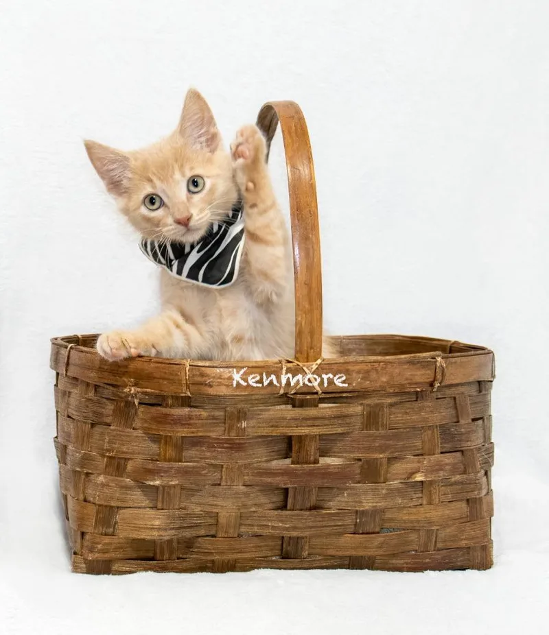 A baby small-sized male Domestic Medium Hair cat named Kenmore for adoption in Hot Springs Village, AR
