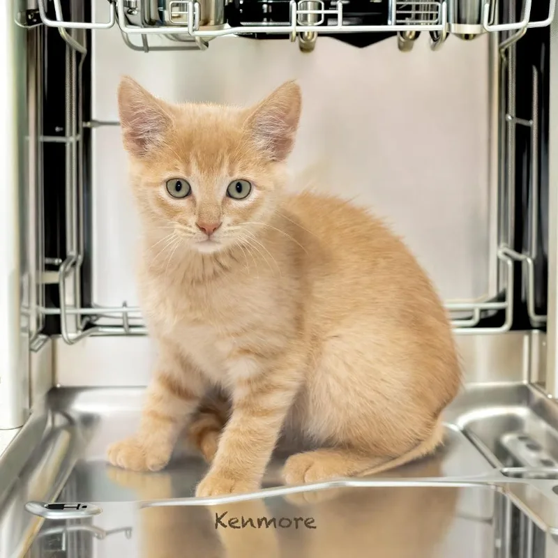 Kenmore thumbnail 2