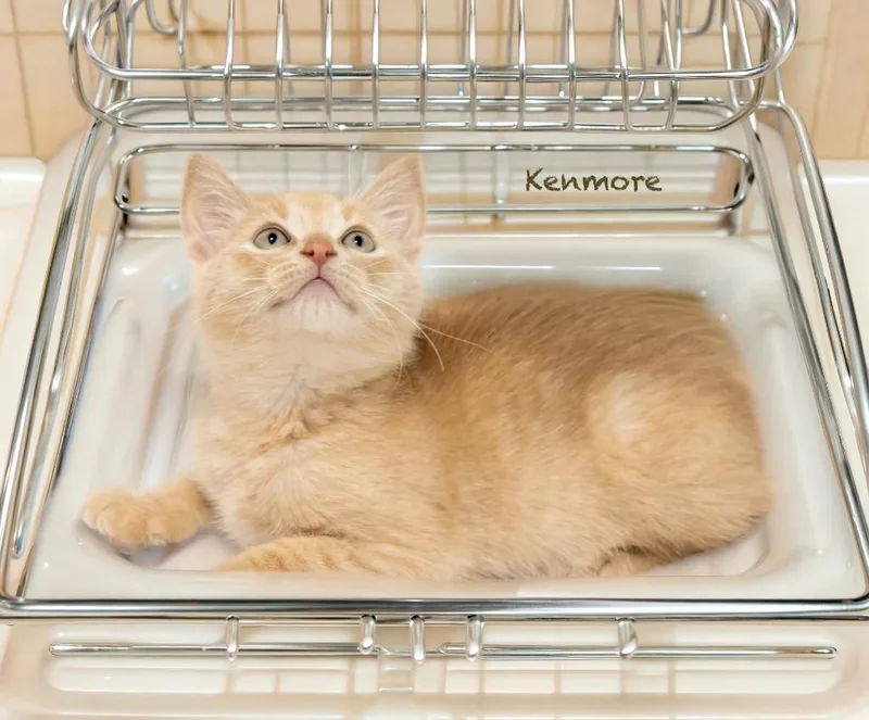 Kenmore thumbnail 3