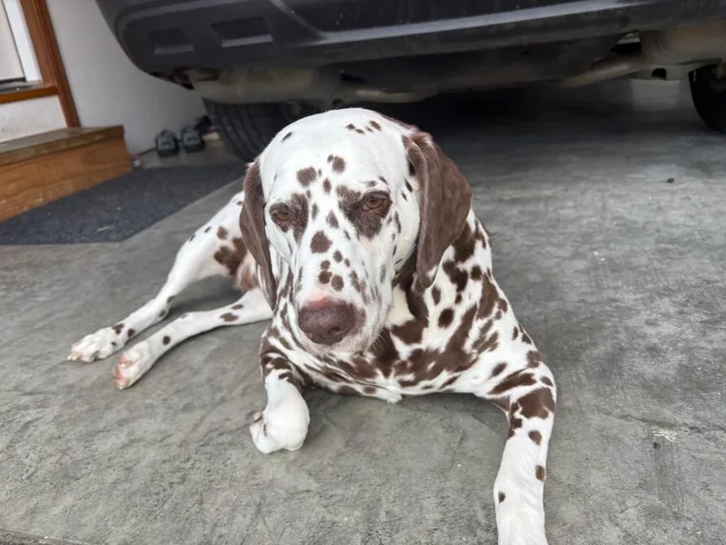 A senior medium-sized female Brown / Chocolate Dalmatian dog named Lilyfalmouth  Ky for adoption in San Diego, CA