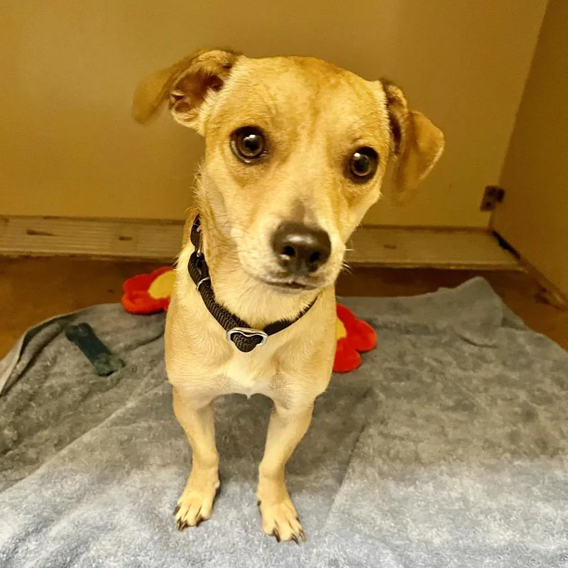A young small-sized female Yellow / Tan / Blond / Fawn Chihuahua dog named Queen for adoption in Las Vegas, NV