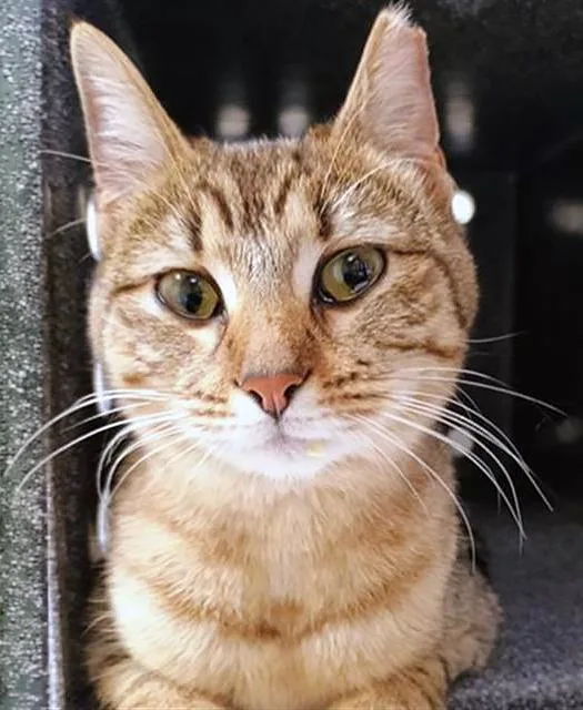 An adult medium-sized female Tabby (Brown / Chocolate) Domestic Short Hair cat named Marigold for adoption in Nashville, TN