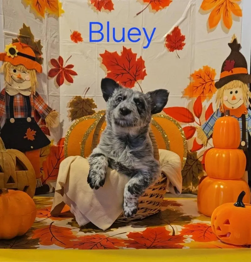 A baby medium-sized male Australian Cattle Dog / Blue Heeler named Bluey for adoption in Prineville, OR