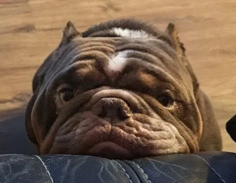 An adult medium-sized male French Bulldog dog named Koba for adoption in Oakland Park, FL