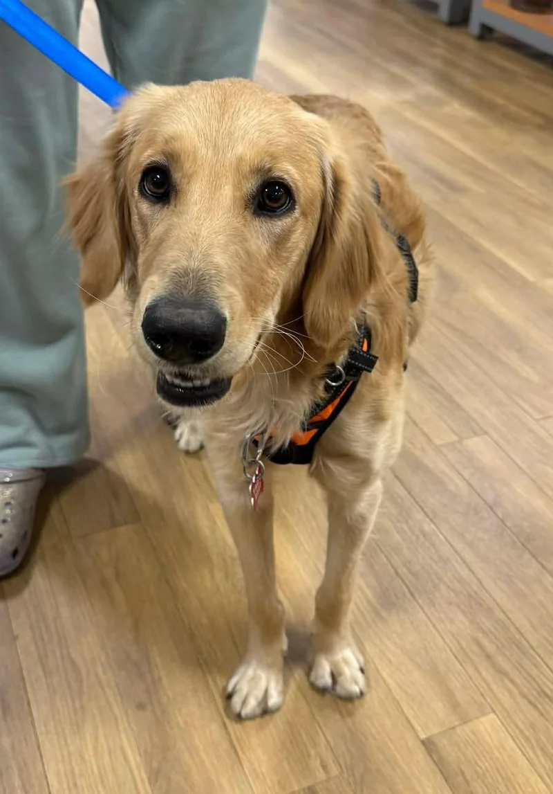 Ross Matthews thumbnail 2