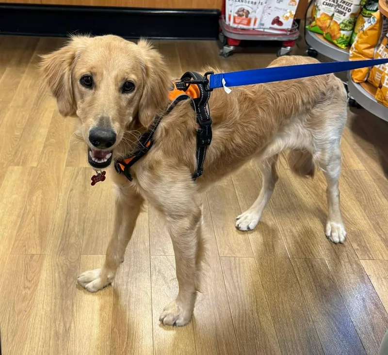 Ross Matthews thumbnail 4