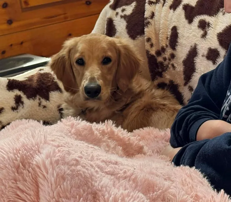 Ross Matthews thumbnail 6