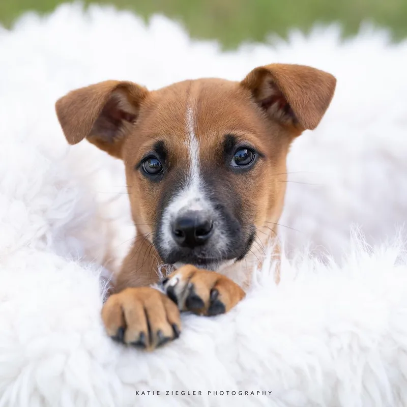 A baby small-sized male Brown / Chocolate Mixed Breed dog named Muji for adoption in Huntsville, AL