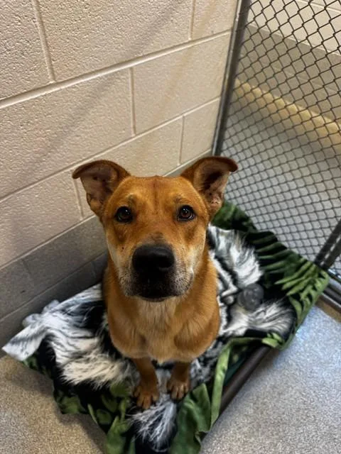An adult medium-sized male Shar-Pei dog named Crunch for adoption in Statesville, NC