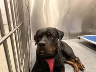 An adult large-sized female Mixed Breed dog named Kennel for adoption in Dallas, TX