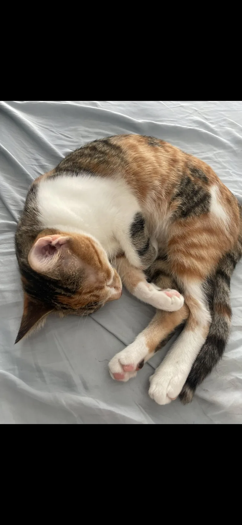 A young medium-sized female Calico Domestic Short Hair cat named Butters for adoption in Farmington Hills, MI