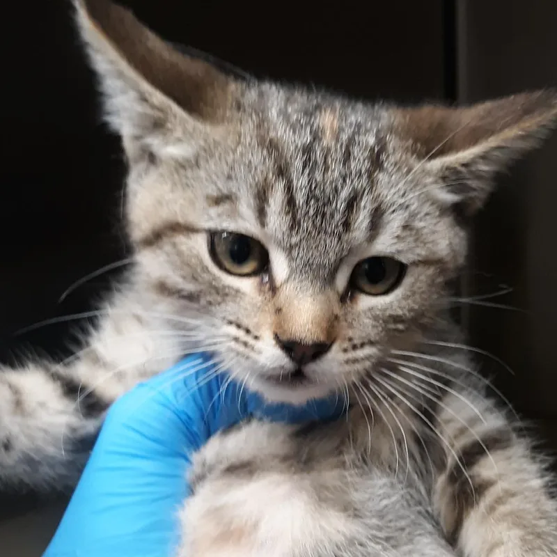 A baby small-sized female Brown / Chocolate Domestic Short Hair cat named Tamarind for adoption in Spokane, WA