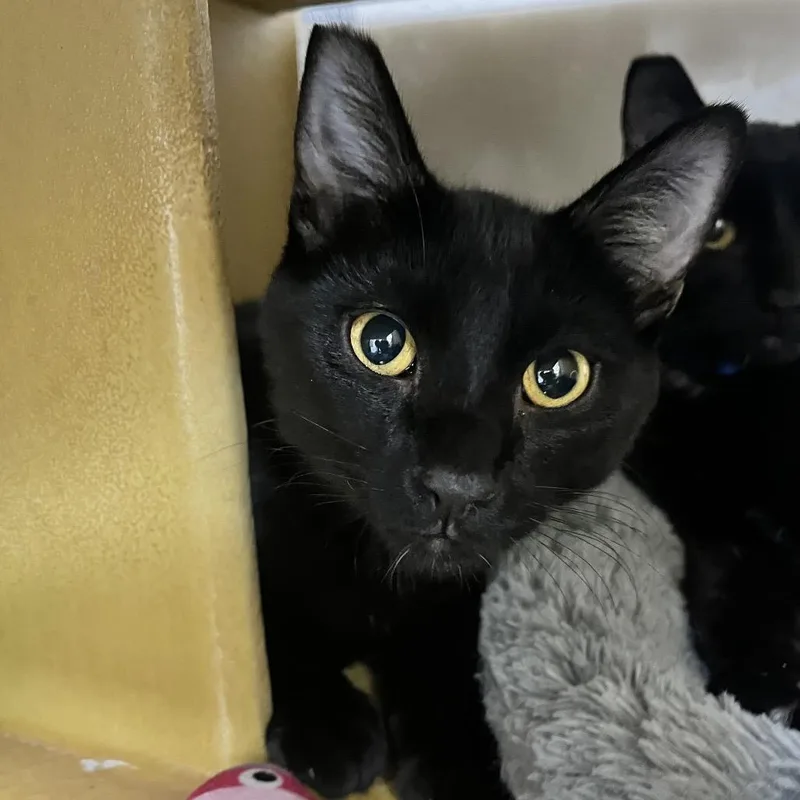 A young medium-sized male Black Domestic Short Hair cat named Jaxon for adoption in Las Vegas, NV